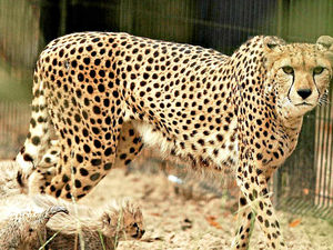 Supporting image for story: Peter Rhodes: Big-cat wisdom