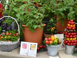 Supporting image for story: Shrewsbury Flower Show: Blooming marvellous event set to wow crowds again