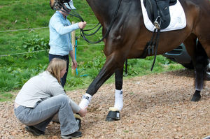 Sue at work helping a horse to feel better