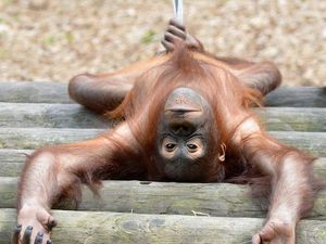 Supporting image for story: Dudley Zoo's £800,000 orangutan fundraising appeal hits halfway point 