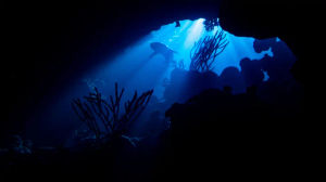 Jamie is the youngest ever winner of Biaza's photographer awards for her image of an emerging grey reef shark, named Out of the Blue