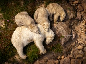 Supporting image for story: Public to choose favourite nature image from ‘truly exceptional’ list