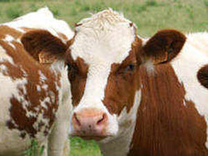 Supporting image for story: Livestock control zone extended