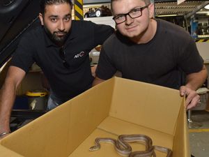 Supporting image for story: Snakes alive! Shock find during car MOT