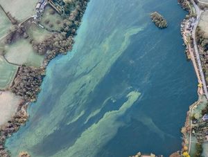 Supporting image for story: 'Killer' algae alert in Ellesmere meres prompts 'keep out of the water' warning