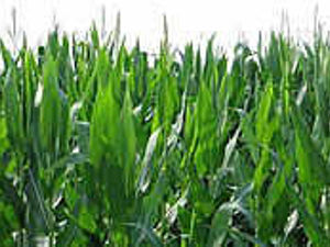 Supporting image for story: Pitches fears on farmland