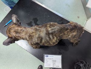 French bulldog Boss was very underweight and unable to walk. Photo: RSPCA