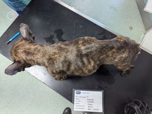 Supporting image for story: Pain and suffering of bulldog left unable to walk revealed as Wolverhampton woman banned from keeping animals for 10 years