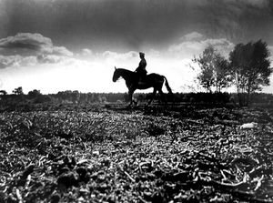 Pc Dick Jarvis was pictured riding his horse on dawn patrol on Cannock Chase near Springfield House when this photograph was taken in September, 1976. The previous week the area had been subject to a forest fire at the height of the heatwave, and police officers were discouraging the public from using the heathland until the risk subsided.