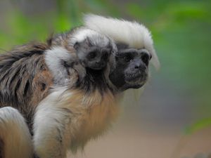 Supporting image for story: Birth of critically endangered monkey at safari park caught on camera