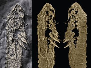 Supporting image for story: New 3D fossil discovered preserved in fool’s gold