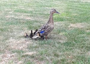 The ducklings were reunited with their mother. Picture: Shrewsbury Police