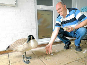 Supporting image for story: Houdini the goose finds a happy home on the farm after rescue