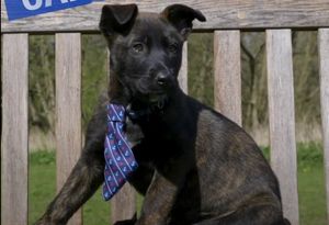 The pup has been named after Captain Tom Moore