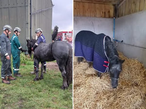 Supporting image for story: All's rosy for Rosie the horse rescued from ditch by Shropshire firefighters and vet