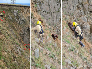 Supporting image for story: Firefighters called out to 60 animal rescues in Shropshire