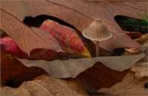 Mark Jones – Breaking Through the Leaves