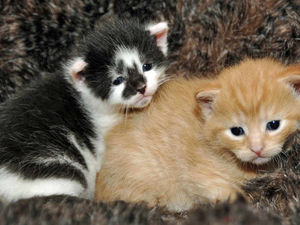 Supporting image for story: Let the punishment fit the crime