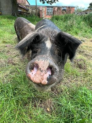 Meet the pigs