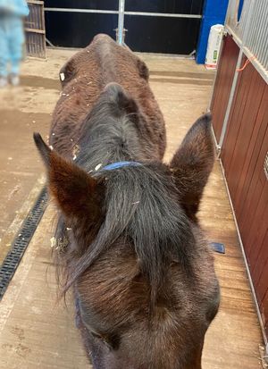 The horse was found in an emaciated condition