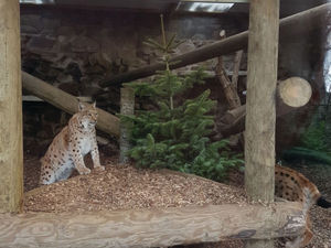 Supporting image for story: Tree-mendous fun for Dudley Zoo animals - with video
