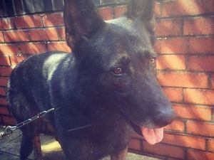 Supporting image for story: Police dog stabbed on duty in Bridgnorth
