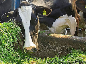 Supporting image for story: Farmer, 74, suffered fatal fall working in cowshed
