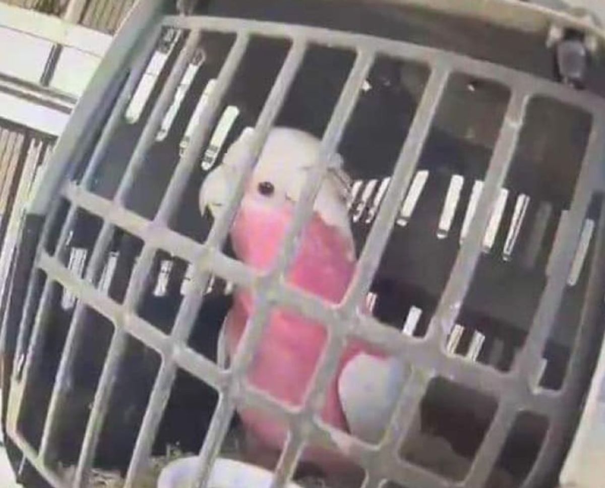 Cruel and illegal Staffordshire pet dealer caged for 32 months after making &pound;300,000 in six years