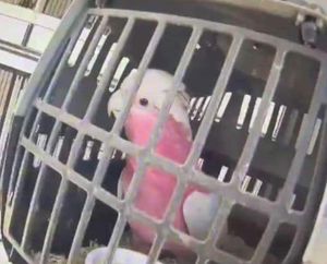 Supporting image for story: 'Cruel' and illegal Staffordshire pet dealer caged for 32 months after making £300,000 in six years