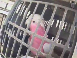 Supporting image for story: 'Cruel' and illegal Staffordshire pet dealer caged for 32 months after making £300,000 in six years