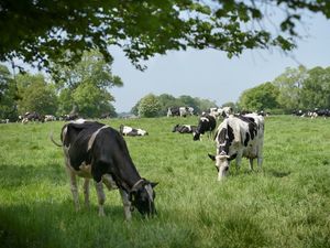 Supporting image for story: Shropshire Farming Talk: Reduce the grass staggers threat this spring 