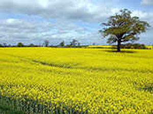 Supporting image for story: Midlands' fields of gold