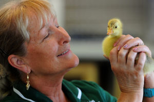 Manager Fran Hill with a baby gosling which was found on the side of the road after losing its mum