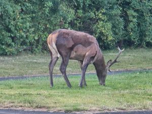 Supporting image for story: Must be a stag do! Staffordshire family shocked as stag grazes on front garden