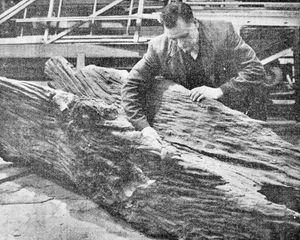 'A dug out canoe, thought to be between 3,000 and 4,000 years old, has been transferred from Oakley, near Market Drayton, to the Birmingham City Museum and Fine Arts Gallery. Mr Charles C. Dennis, of Park House, Oakley, said he discovered the canoe about 30 years ago. His curiosity was aroused when he noticed a piece of timber sticking out above the water level in the Tern near Oakley Hall. After he recovered the canoe, it was dried and treated in various ways, and then placed in a cave to protect it from the weather. Recently, when the museum became interested, Mr Dennis offered to present the canoe to them if they would accept it. When the canoe has again been dried and treated, it will be housed in the pre-history section of the museum. Mr Dennis understands that the museum authorities intend to call the canoe the Mucklestone Canoe. He, however, thinks it should be the Oakley Canoe. Photograph by courtesy of the Birmingham Post and Gazette." 