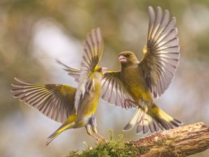 Two birds can be seen getting into a flap after an angry blackcap karate kicked a greenfinch in the beak