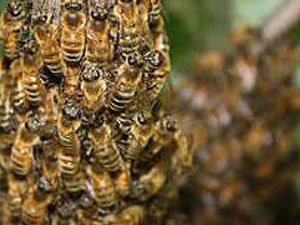 Supporting image for story: Thieves strike at bee farm