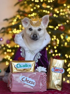 Nancy as a Wise Dog/Man from Milton Keynes. 