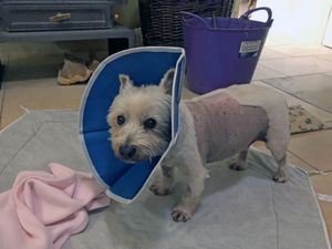 Alfie recovering at home