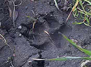 Supporting image for story: Is this 'big cat' proof?