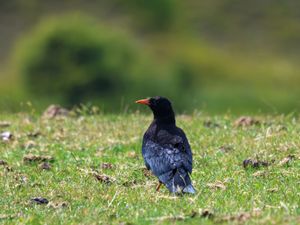 Supporting image for story: Wild-born chough fledges and thrives in Kent for first time in 200 years