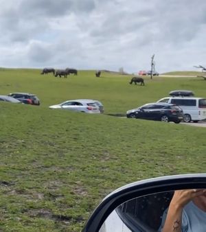 Katie Price's Instagram story at West Midland Safari Park. Photo: Katie Price/Instagram