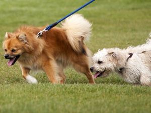 Supporting image for story: Newport mayor calls for action over dog mess