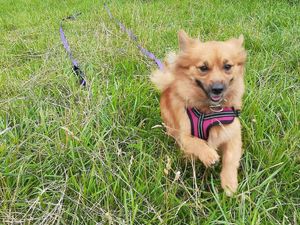 Supporting image for story: Plea for support to help find beloved dog which went missing in Rushall area