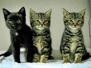 Supporting image for story: Stray kittens saved by a whisker