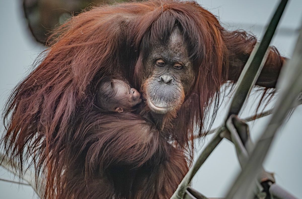 Chester Zoo celebrates birth of critically endangered Bornean orangutan