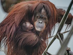Supporting image for story: In pictures: Chester Zoo celebrates birth of critically endangered Bornean orangutan