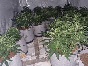Supporting image for story: Police find cannabis farm spanning three rooms of Dudley property