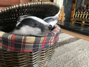 Peekaboo badger at Cuan