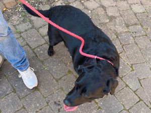 Supporting image for story: Dog rescued from hot car in Shrewsbury